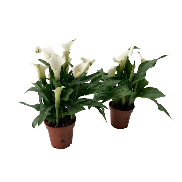 <h4>4+ Bloem Zantedeschia Fresco (wit) Diamond Selection</h4>