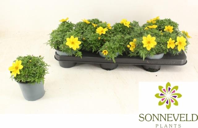 <h4>BID YELLOW CHARM</h4>