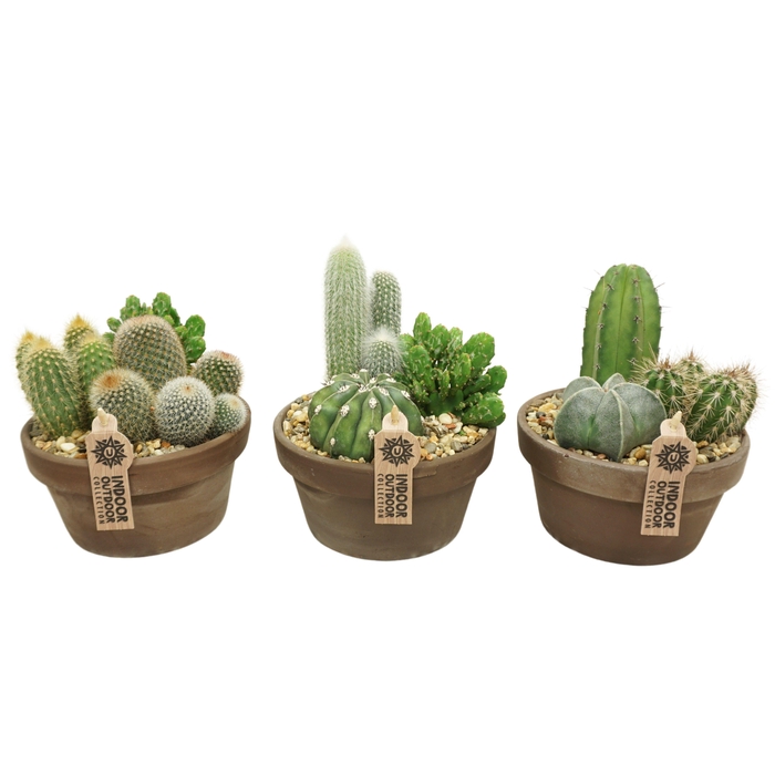 <h4>Cactus arrangement in 17 cm 'Grijze Schaal'</h4>