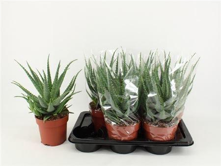 <h4>Aloe Arborescens</h4>