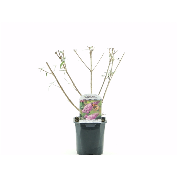 <h4>Buddleja dav. Pink Delight</h4>