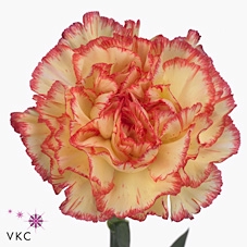 <h4>Dianthus st lorca</h4>