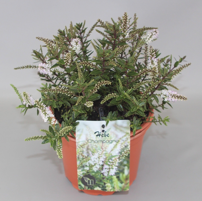 <h4>Hebe Champagne C2</h4>