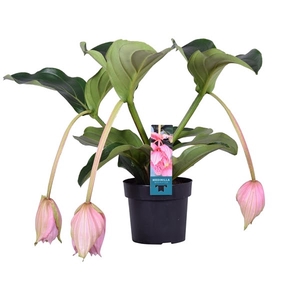 Medinilla Magnifica 2 etage 3 knop