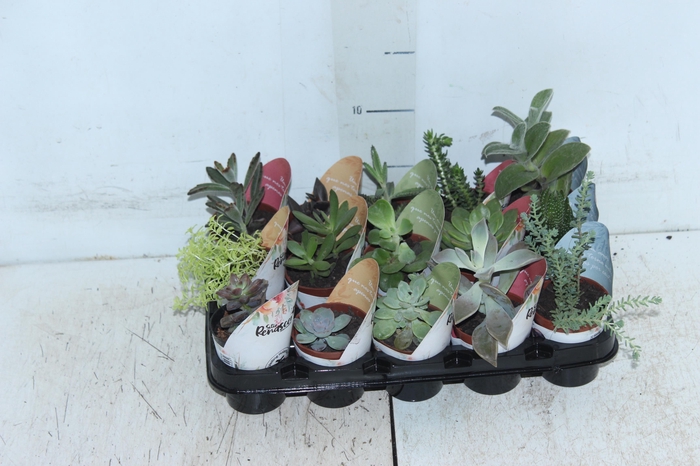 <h4>SUCULENTAS P06</h4>