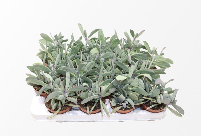 <h4>Senecio Crassisimus</h4>