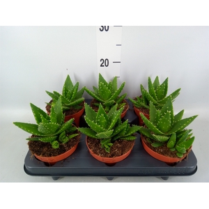Aloe perfoliata