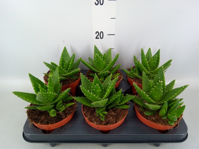<h4>Aloe perfoliata</h4>