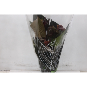 ANTHURIUM BLACK WINNER P17