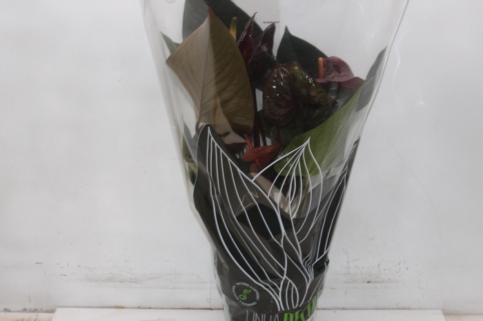 <h4>ANTHURIUM BLACK WINNER P17</h4>