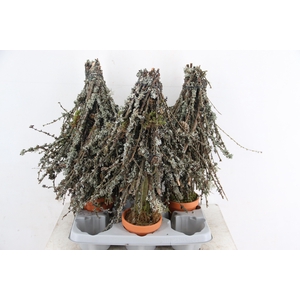 Tree Larix 050cm