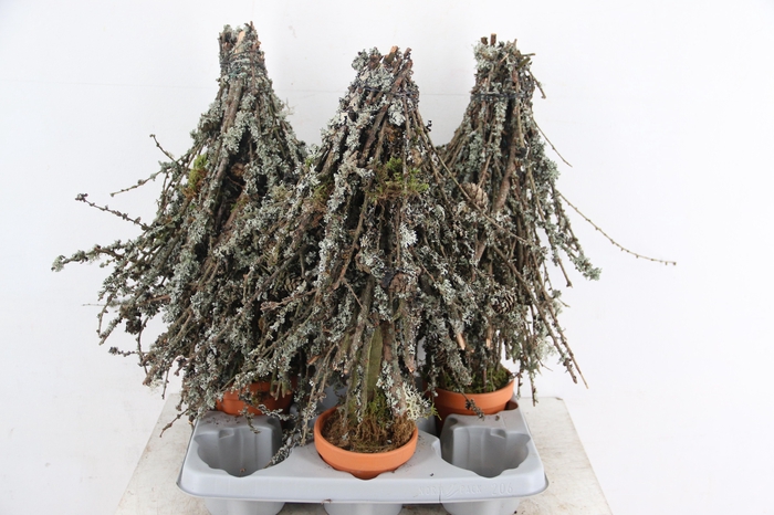 <h4>Tree Larix 050cm</h4>