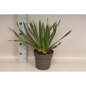 vaste planten 19 cm  Allium Bubble Bath