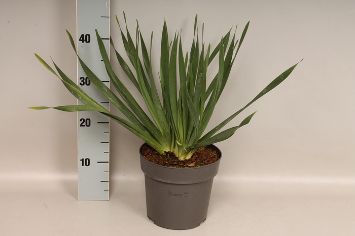vaste planten 19 cm  Allium Bubble Bath