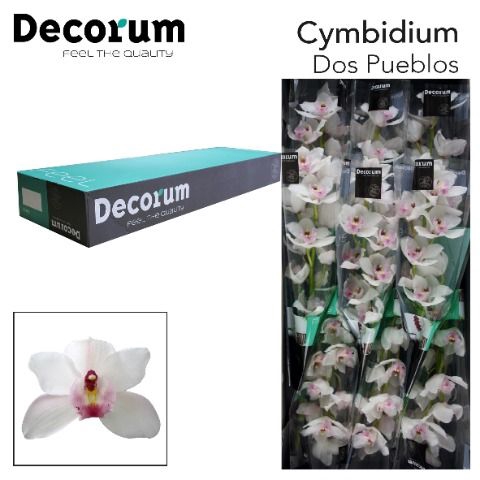 <h4>CYMB T DOS PUEBLOS Decorum 60cm.</h4>