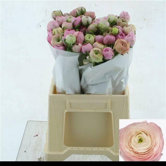 <h4>RAN SU GRAND PASTEL</h4>