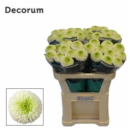 <h4>Chr G Alibaba</h4>