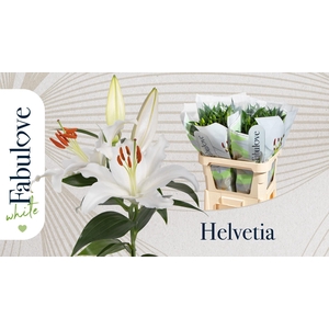 LI OR HELVETIA