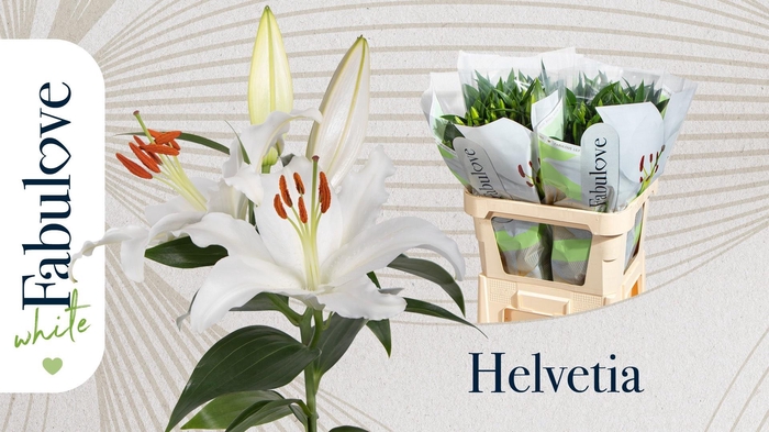 <h4>LI OR HELVETIA</h4>