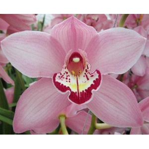 CYMB T GEISHA GIRL x10