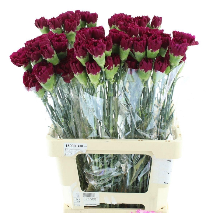 <h4>DI ST GOLEM</h4>