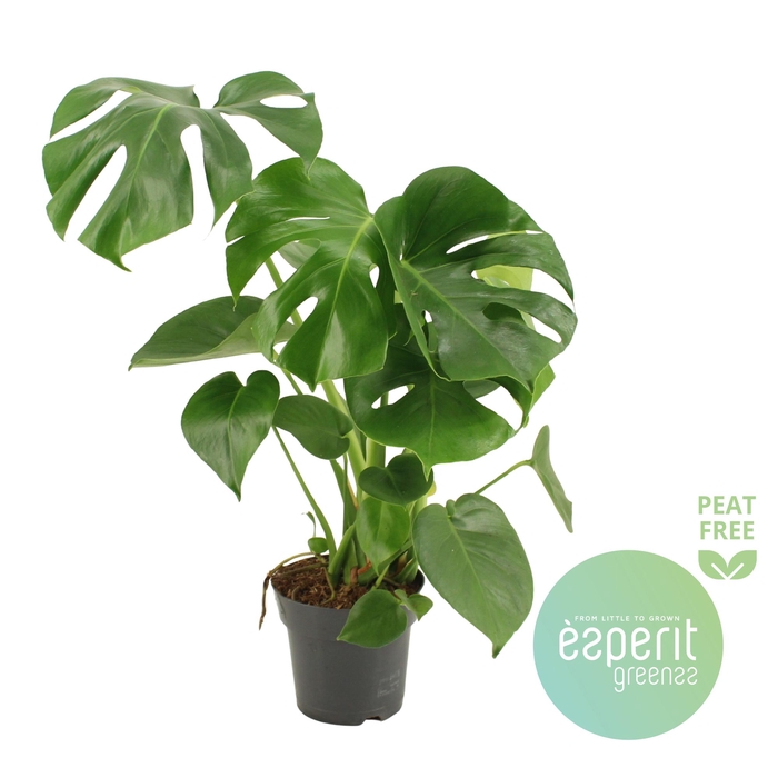 <h4>Monstera Deliciosa</h4>