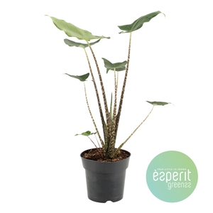 Alocasia zebrina Siberian Tiger