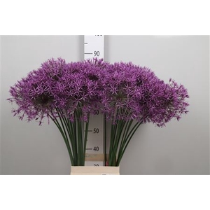 Allium Purple Rain