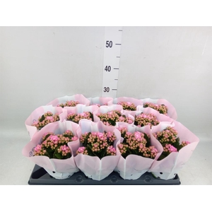Kalanchoe blos.   ..rosebud