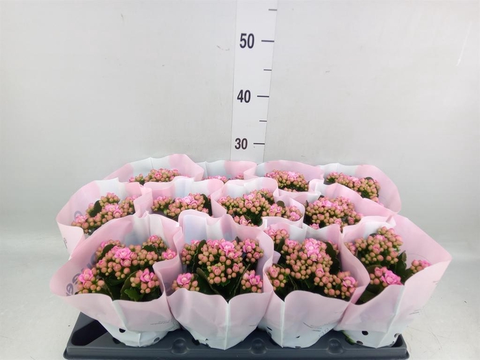 <h4>Kalanchoe blos.   ..rosebud</h4>