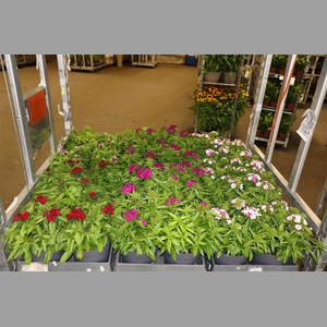 Dian Chinensis 1 Klr Per Tray