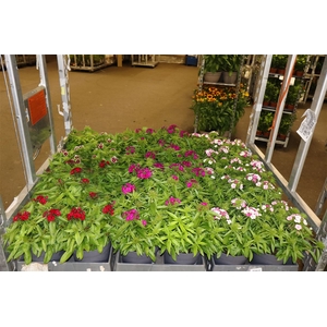 Dian Chinensis 1 Klr Per Tray