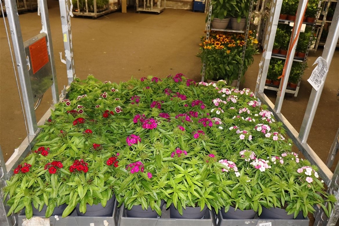 <h4>Dian Chinensis 1 Klr Per Tray</h4>