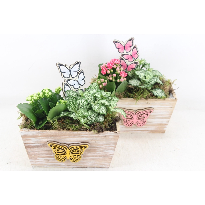 <h4>Arr2 Td - Hout Rechth. Vlinder 250/3 - Roze/wit</h4>