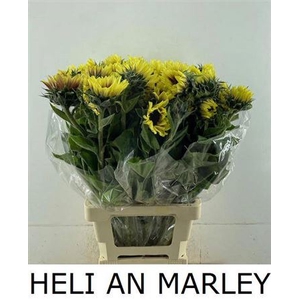 Helianthus An Marley