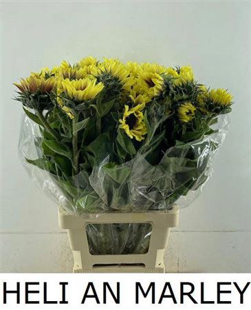 <h4>Helianthus An Marley</h4>