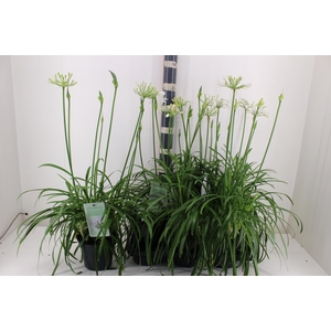 AGAPA SUMMER LOVE WH