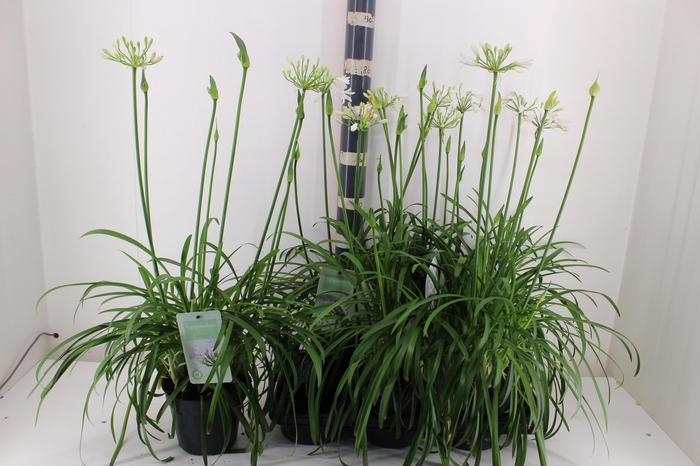 <h4>AGAPA SUMMER LOVE WH</h4>