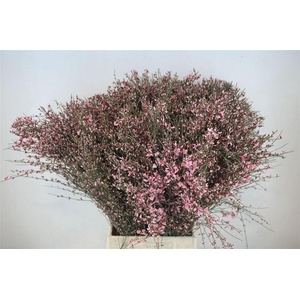 Ginster 400gr Pink P Bunch