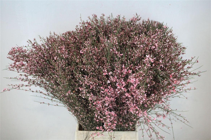 <h4>Ginster 400gr Pink P Bunch</h4>