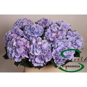Hydrangea marsepein milka