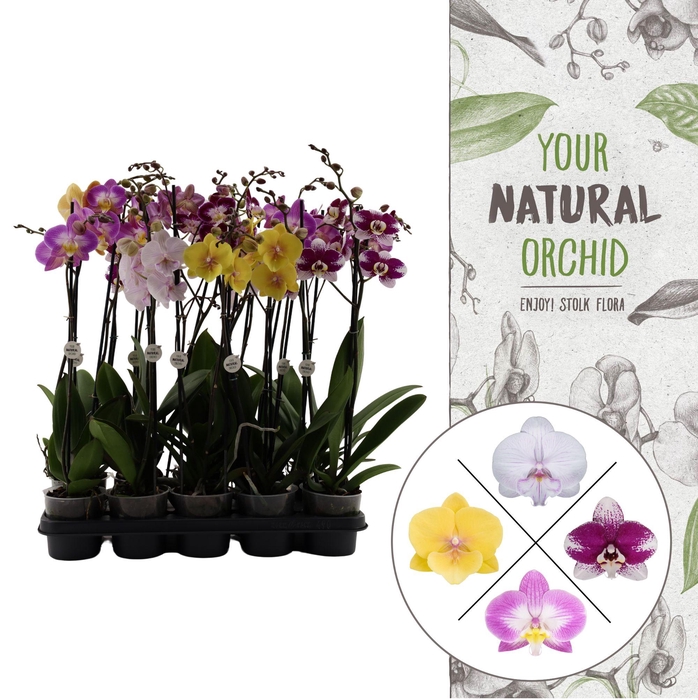 <h4>Your Natural Orchid | Eco Special Mix | Phalaenopsis 2 spike</h4>