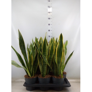 Sansevieria trifa. 'Laurentii'