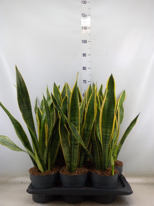 <h4>Sansevieria trifa. 'Laurentii'</h4>