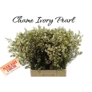 CHAME IVORY PEARL