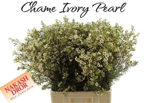 <h4>CHAME IVORY PEARL</h4>