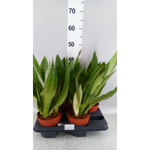 Sansevieria trifa. 'Moonshine'
