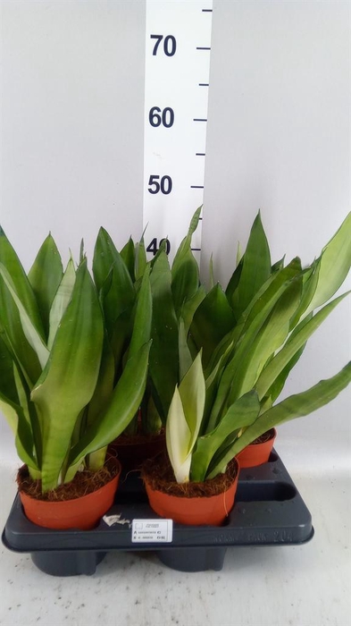 <h4>Sansevieria trifa. 'Moonshine'</h4>