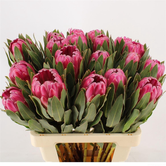 <h4>PROTEA  'BRENDA'</h4>