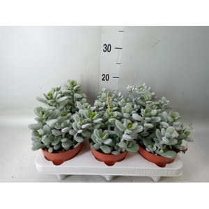 Cotyledon  'Coral'